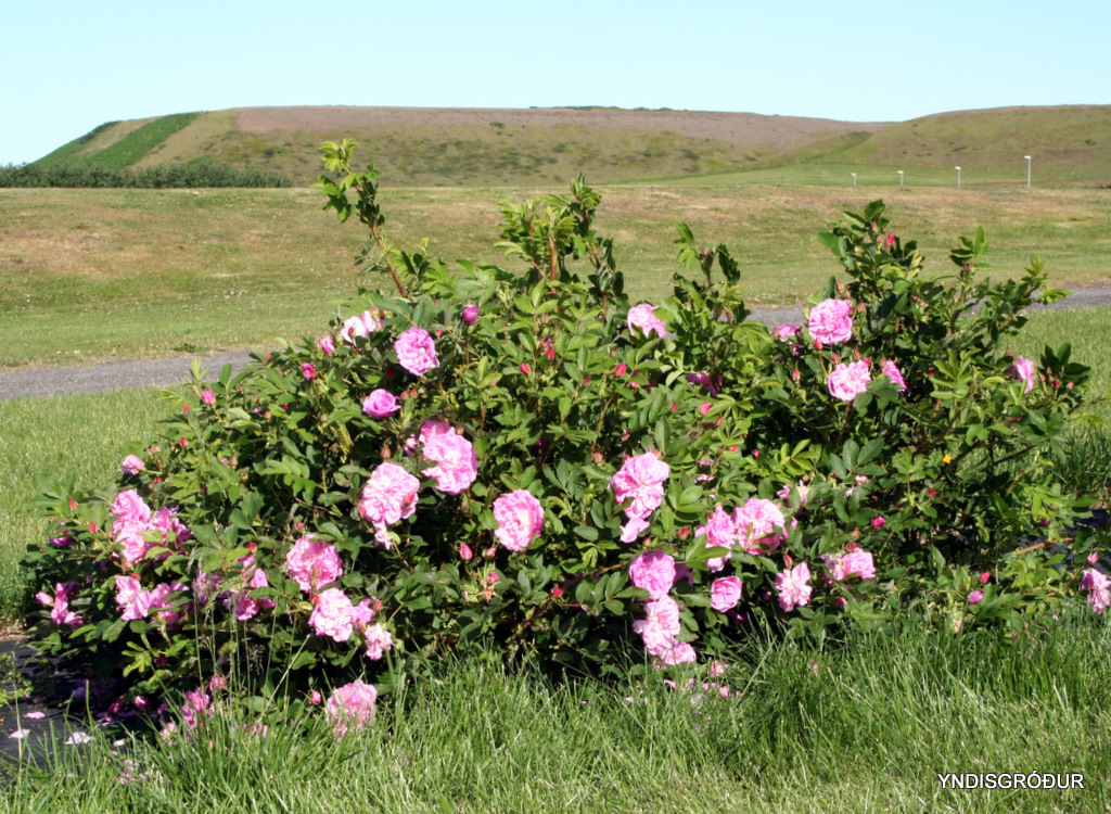 Yndisgarður