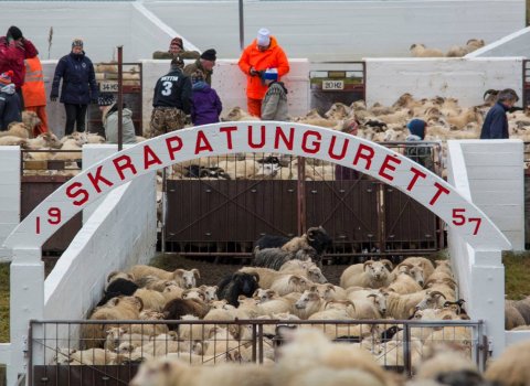 Göngur og réttir í Blönduósbæ haustið 2018