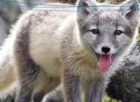 Refaveiðar veiðimenn óskast á svæði 10,11 og 12.