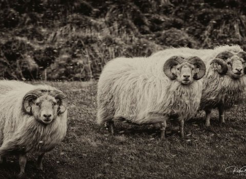 Gangnaseðill fyrir afrétt Enghlíðinga 2022