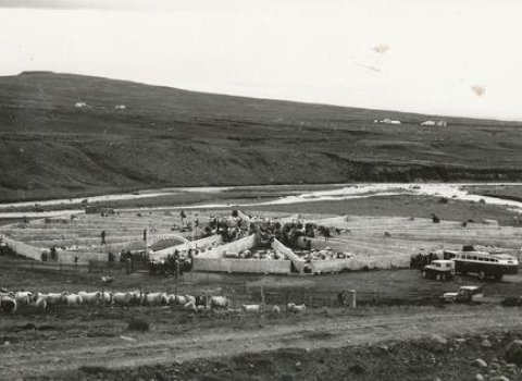 Göngur og réttarstörf í Blönduósbæ haustið 2020