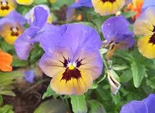 Sveitarstjórnarfundur