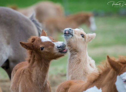 Upprekstur hrossa á Laxárdal