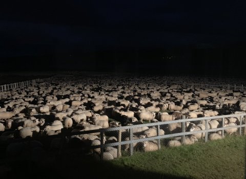 Tilkynning til bænda