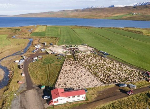 Seinkun á réttum í Auðkúlurétt