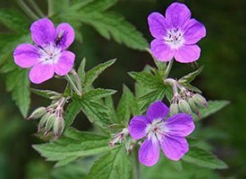 Fjárfestahátíð á Siglufirði