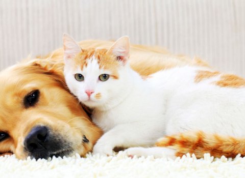 Gæludýrahald hjá Blönduósbæ