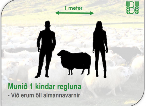 Leiðbeiningar vegna gangna og rétta vegna COVID-19