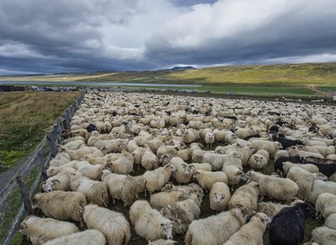 Réttir innan Húnavatnshrepps, haustið 2019