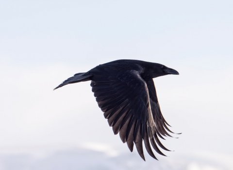 Ljósmynd: Róbert Daníel Jónsson