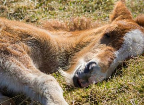Ljósmynd: Róbert Daníel Jónsson
