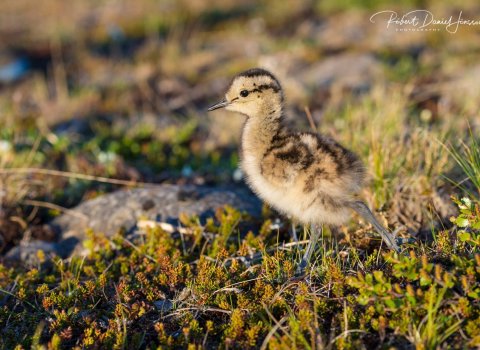 Ráðgjafi í málefnum fatlaðs fólks