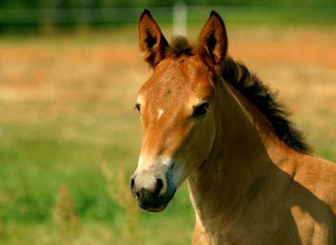 Auglýsing vegna hagagöngu í Kúagirðingu haustið/veturinn 2022