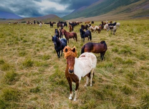 Upprekstur hrossa á Laxárdal