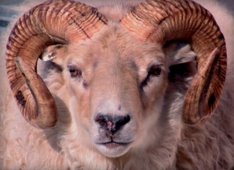 Hrútasýning, Hvammi 2, Vatnsdal