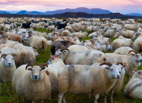Leiðbeiningar vegna gangna og rétta vegna Covid-19