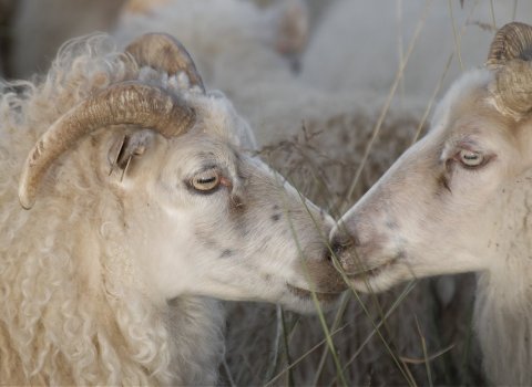 Réttir innan Húnavatnshrepps haustið 2018