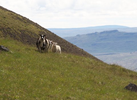 Fundarboð sveitarstjórnar