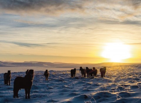 Hestar við Svínavatn. Ljósmynd: Róbert Daníel Jónsson