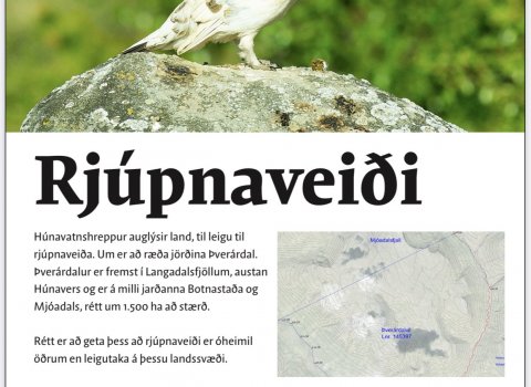 Rjúpnaveiði