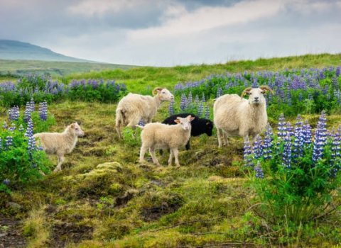 Upprekstur á afréttir í Húnabyggð