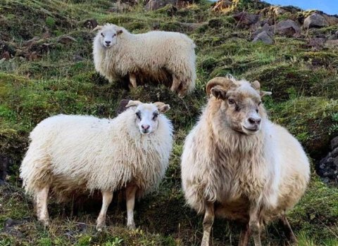 Kolgríma frá Syðri-Brekku (14-058) ásamt gimbrum sínum. Mynd: Jón Gíslason, Hofi.