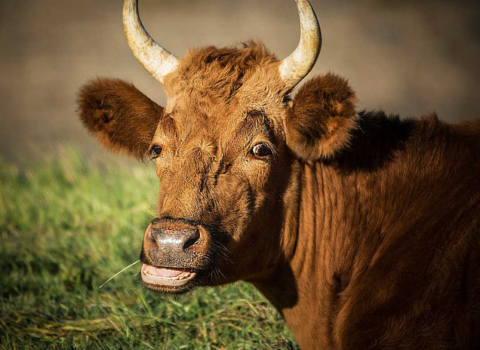 Fundarboð sveitarstjórnar 243. fundur