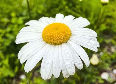 Umhverfisverðlaun Húnabyggðar