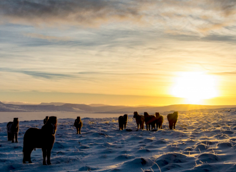 Niðurstaða 251. fundar sveitarstjórnar.