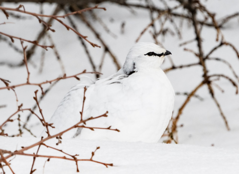 Fundarboð sveitarstjórnar