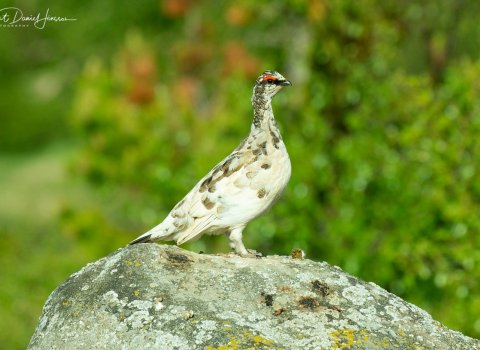 Veiðitímabil rjúpu