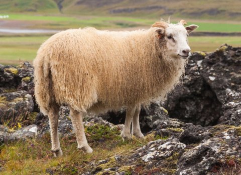 Upplýsingafundur um riðu á Norðvesturlandi