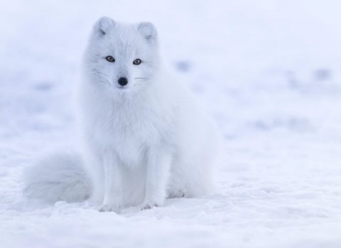 Refaveiðar - veiðimenn óskast