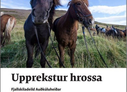 Upprekstur hrossa-Fjallskiladeild Auðkúluheiðar