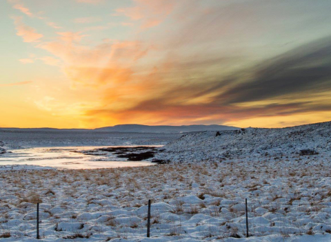 Vetrarsól, mynd: Róbert Daníel Jónsson